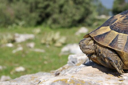 Tortoise calm nature