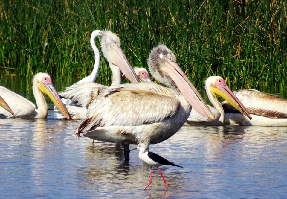 Eastern white pelican rosy pelican white pelican
