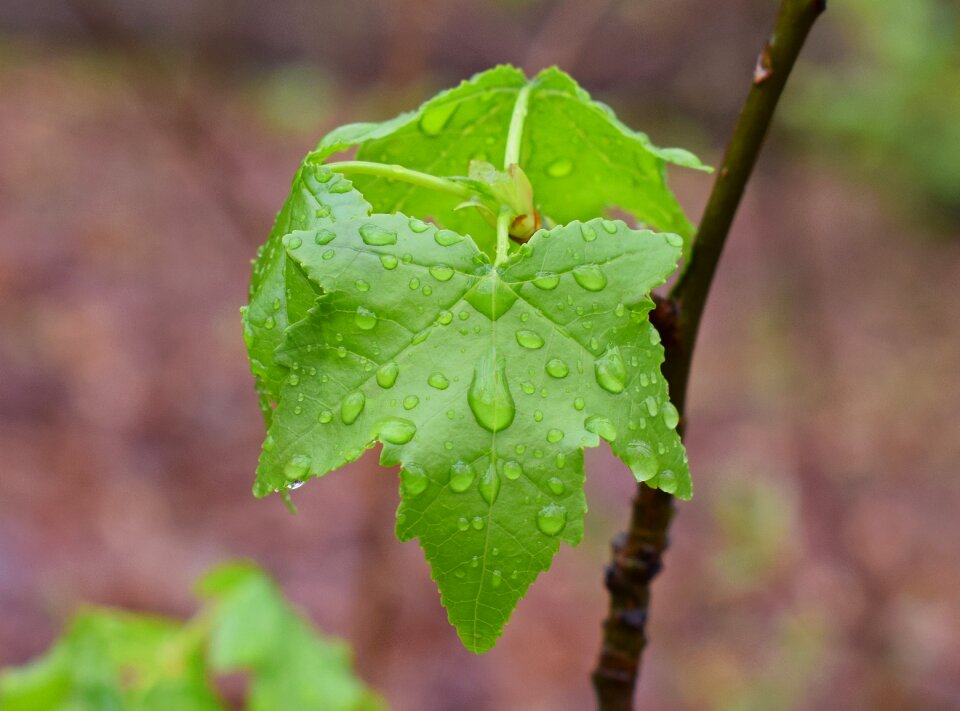 Foliage rain-wet tree