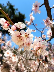 Plum tree plum blossoms jeonju