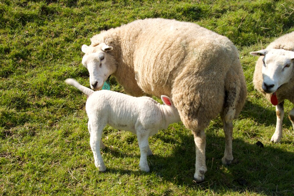 Young animal pasture