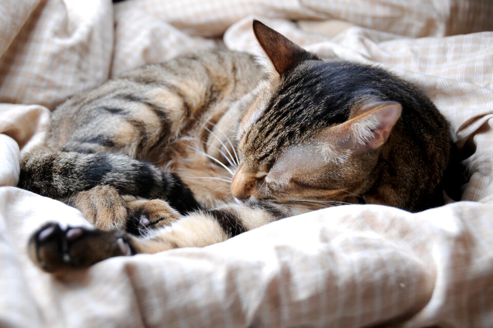Cat pet sleeping their palate
