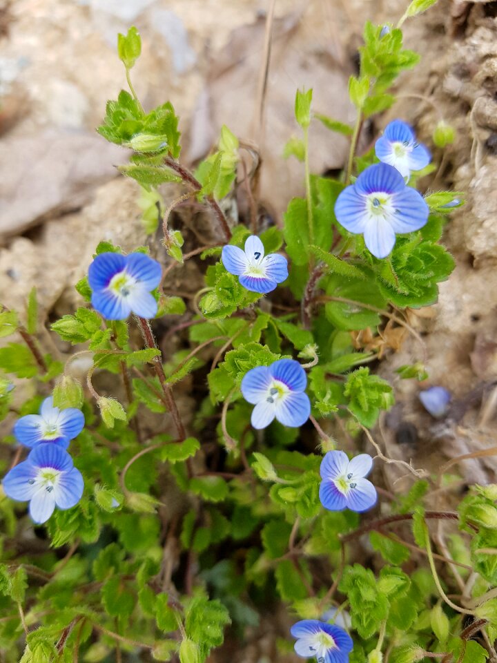 Spring flowers wildflower jeonju