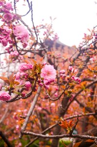 Qinglong temple cherry blossom ancient