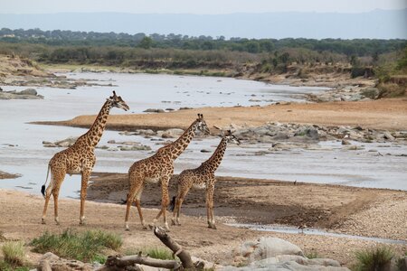 Nature kenya tanzania