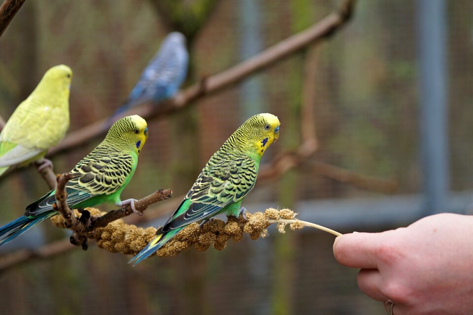 Animals ziervogel feather