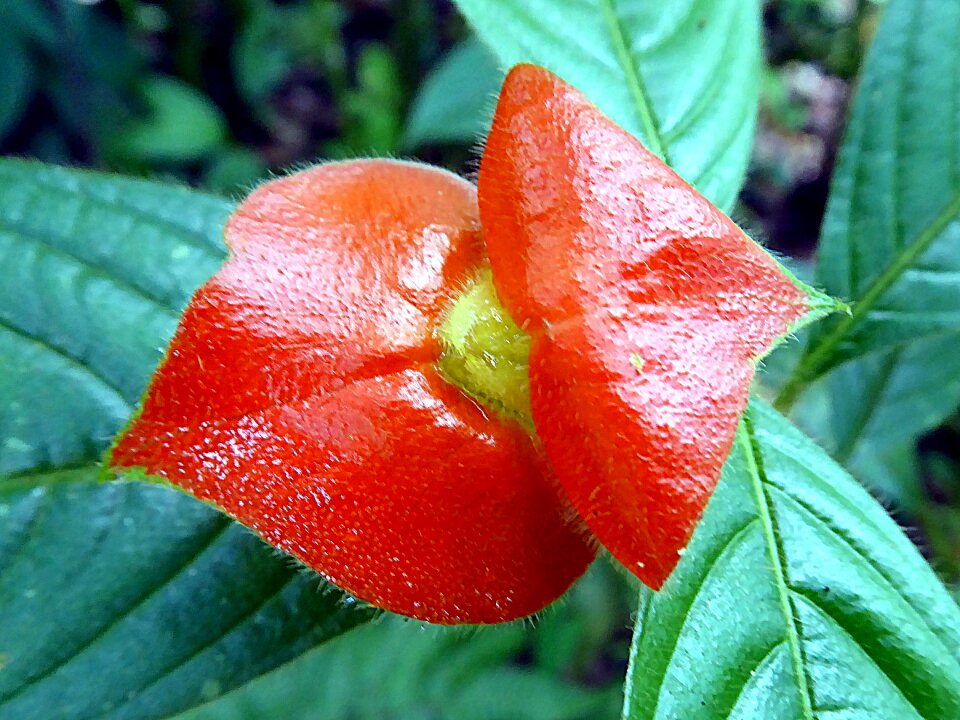 Red lips rubiaceae costa rica