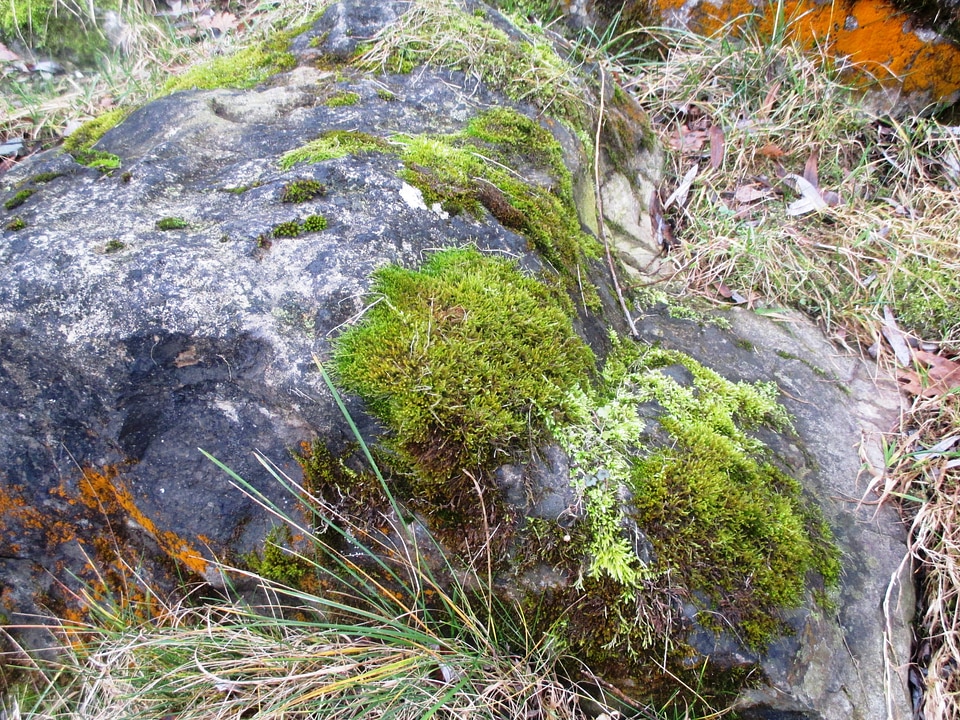 Romanshorn fouling stone photo