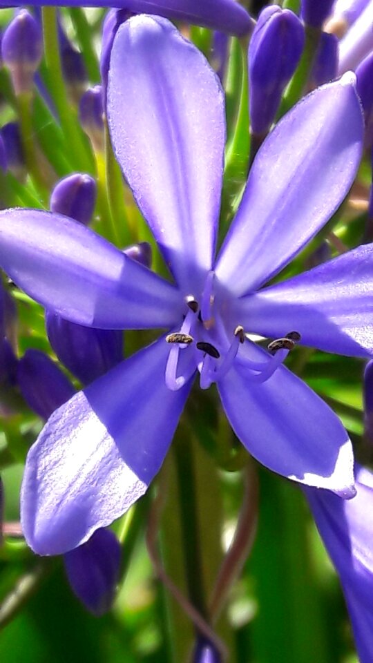 Lilás lily of the nile
