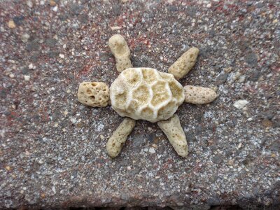 Turtle coral funny