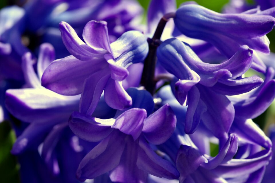 Violet garden plant