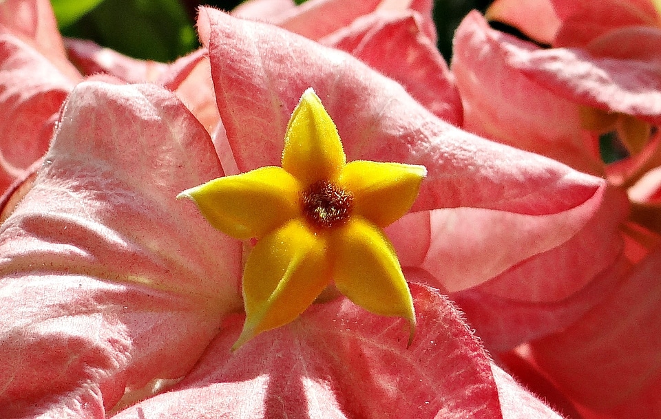 Stamen dharwad india