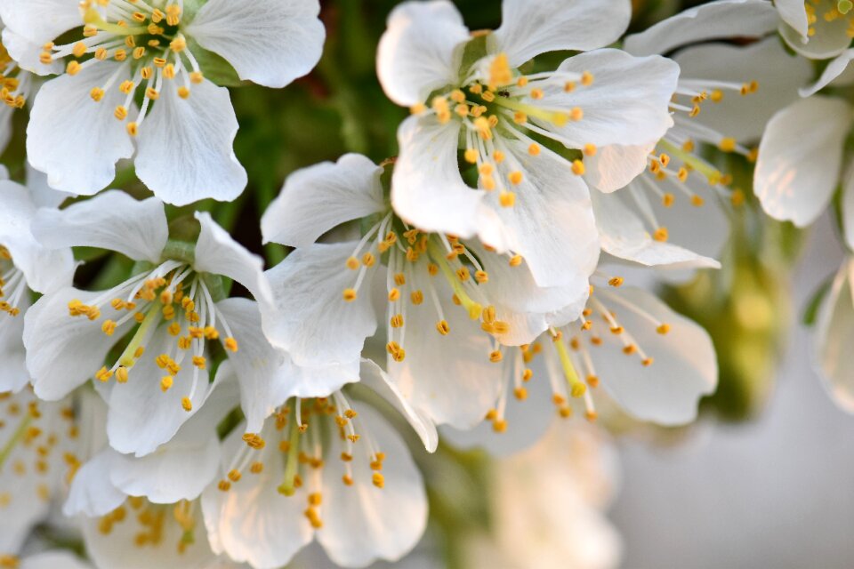 Flower nature spring