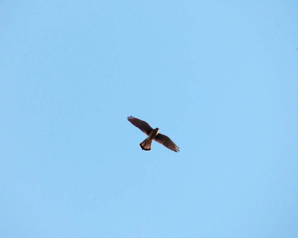 Falcon sky birds