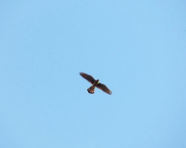Falcon sky birds