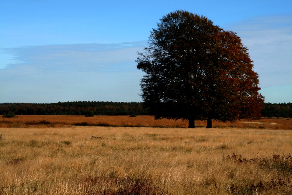 Nature heathland landscape