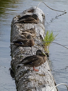 Animal lake swimming