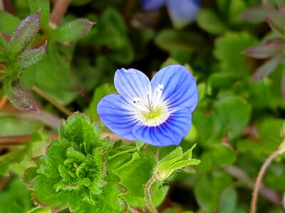 Spring flowers wildflower jeonju