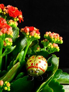 Nature plant small bloom