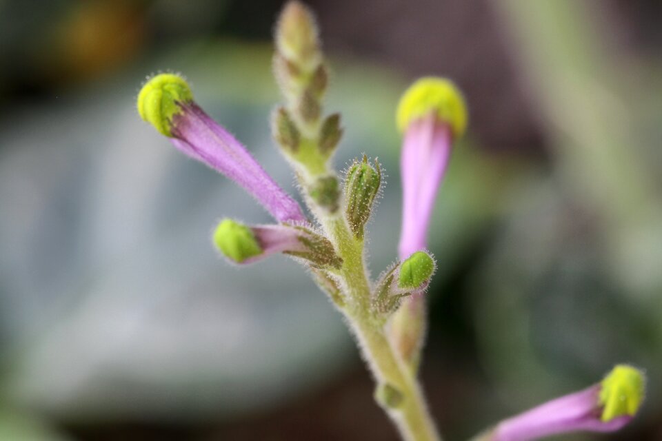 Bloom macro botanical garden in berlin