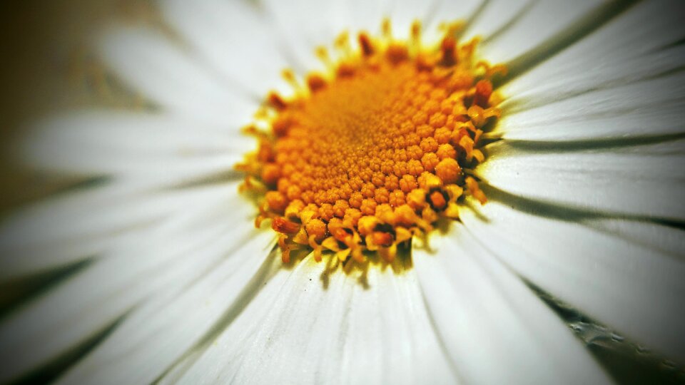 White micro