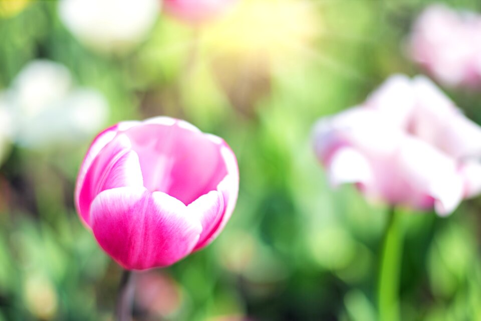 Spring flowers floral