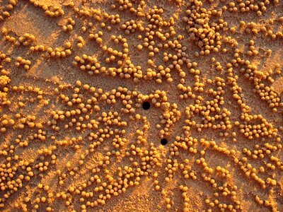 Crabs beach beads