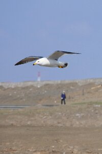 Sea gull seabird wild animal photo