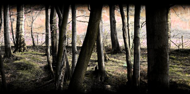 Trees mood magic forest photo