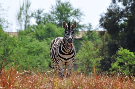 Wildlife nature