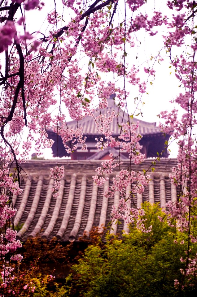 Qinglong temple cherry blossom ancient