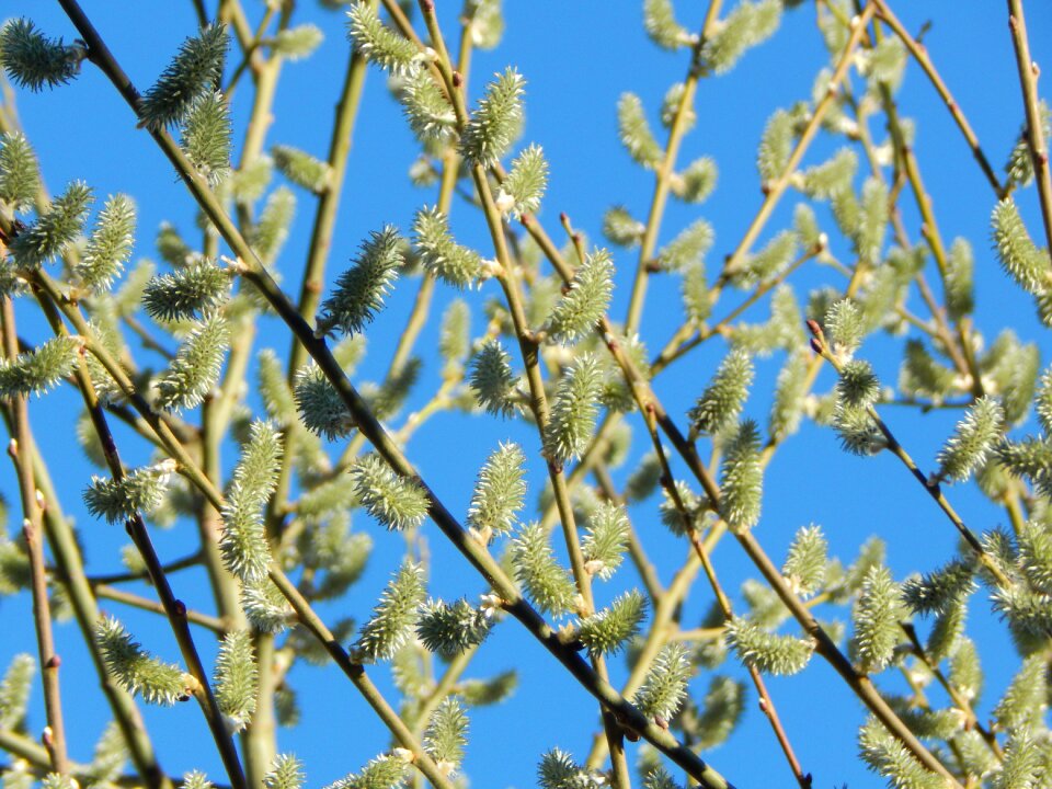 Tree signs of spring branches