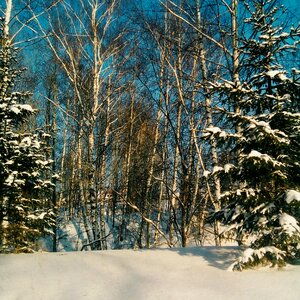 Trees snow winter