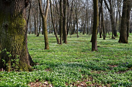 Nature spring green