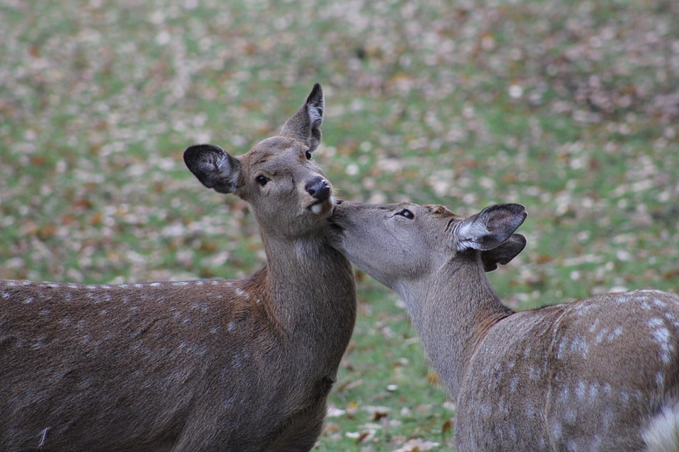Wild cute fallow deer
