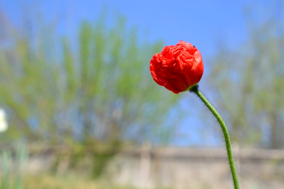 Bloom flower red flower