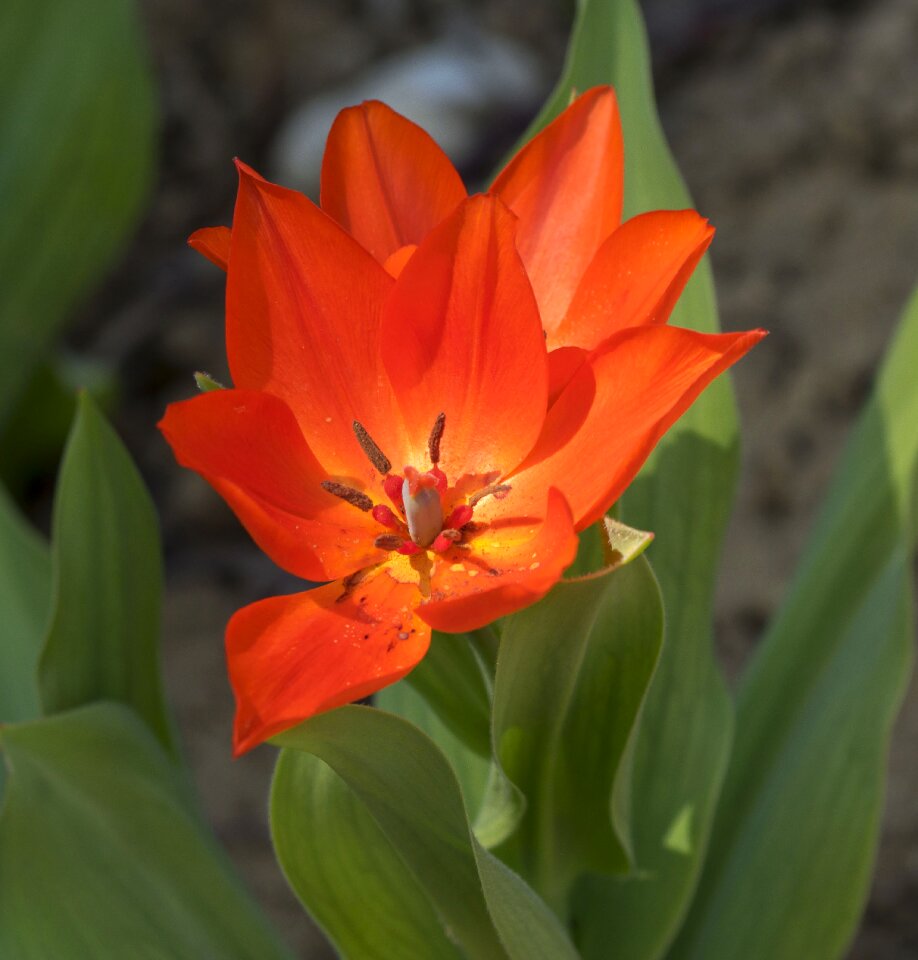 Tulip spring red tulip kaufamanniana