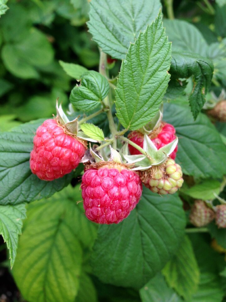 Plant fruit summer
