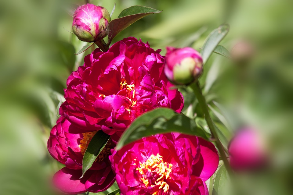 Flower bud nature