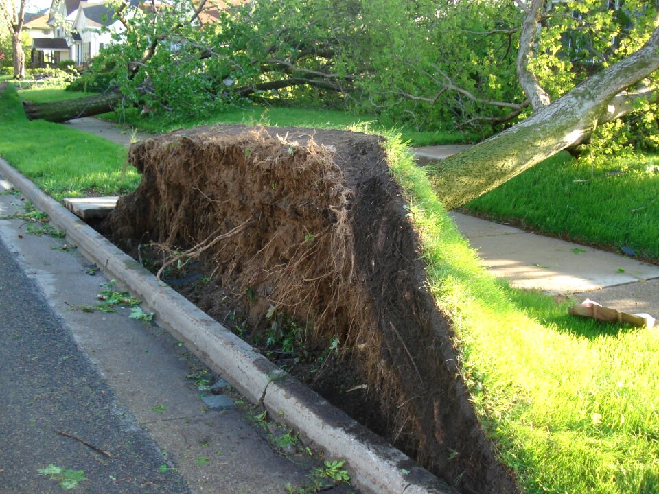 Tree with roots climate change green