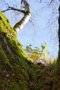 Blue nature forest photo