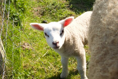 Young animal pasture photo