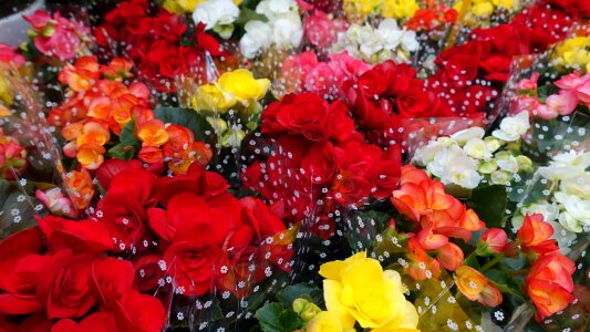 Red beautiful bouquet