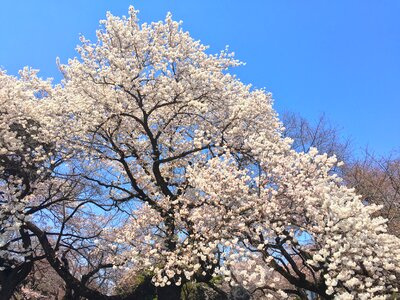 Blossom cherry japanese
