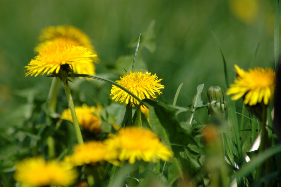 Easter yellow grass