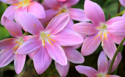 Flowers pink flower wild saffron photo