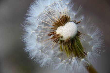 Spring flower summer photo