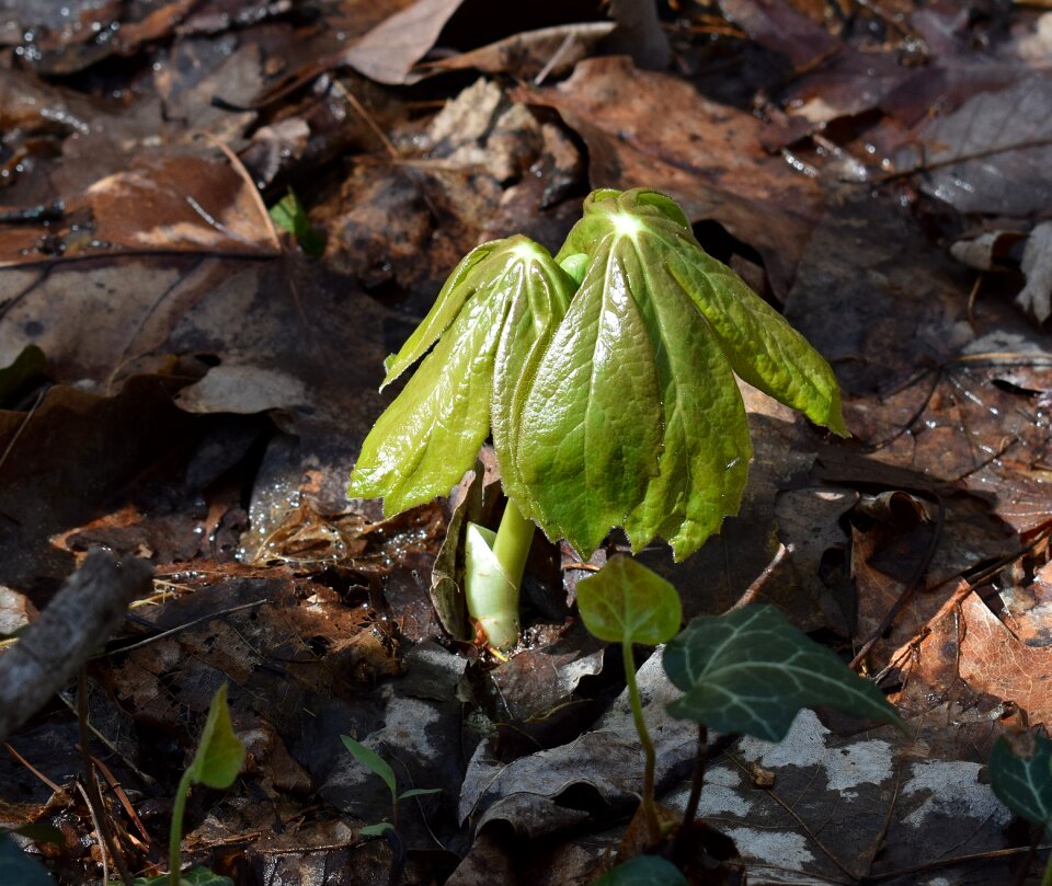 Foliage flora spring