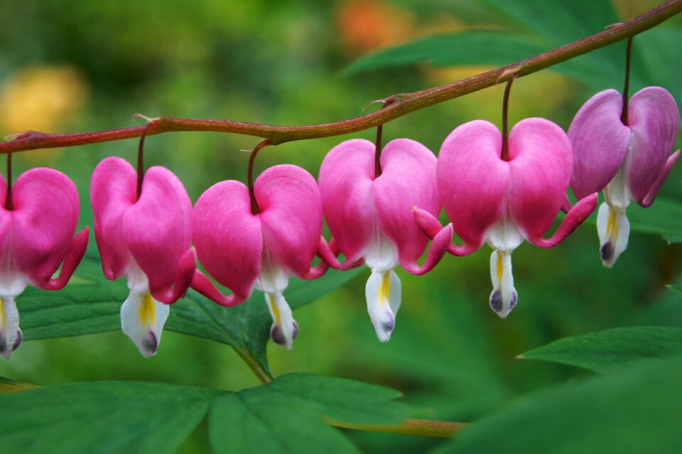 Bleeding heart flower pink