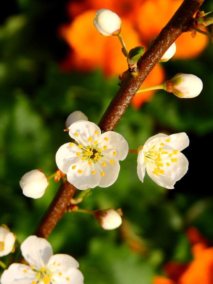 Cherry blossomed bloom flower